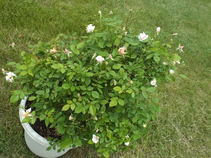  photo perledorcemetary_zps4534c5ec.jpg